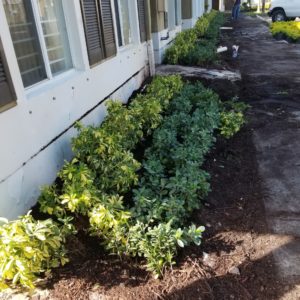 Bushes Being Placed For New Garden