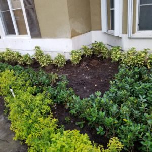 NEWLY PLANTED HOUSE GARDEN AND FRONT